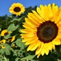 sunflower-1627193_960_720.jpg
